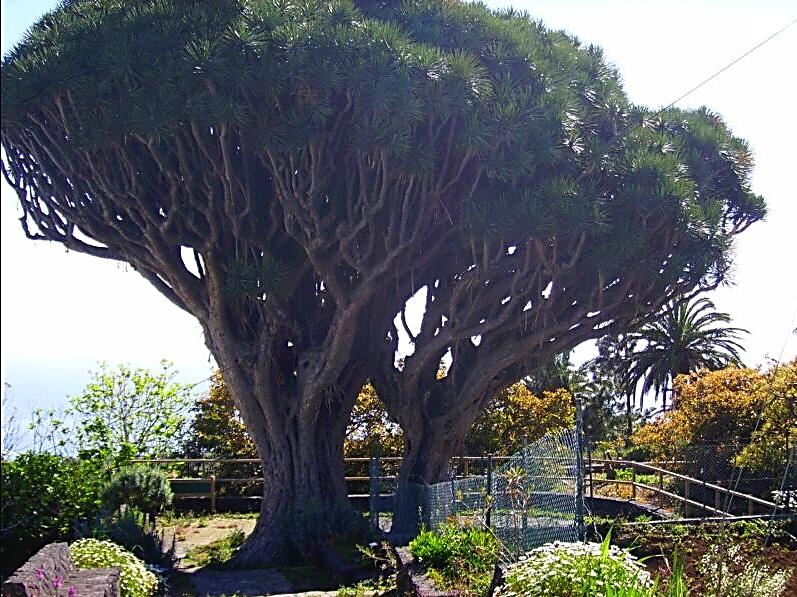 La Palma-Drachenbaum