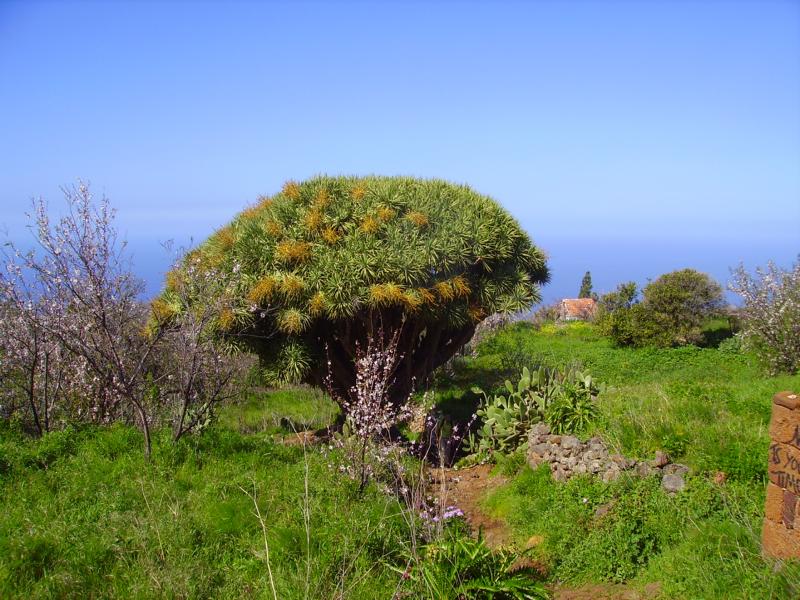La-Palma-Foto-Drachenbaum