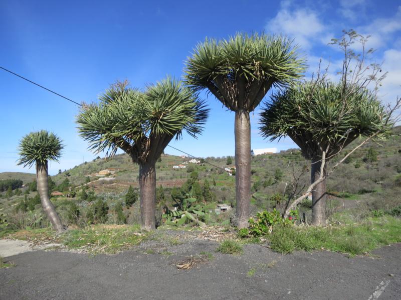 La Palma Foto-Drachenbäume in Puntagorda