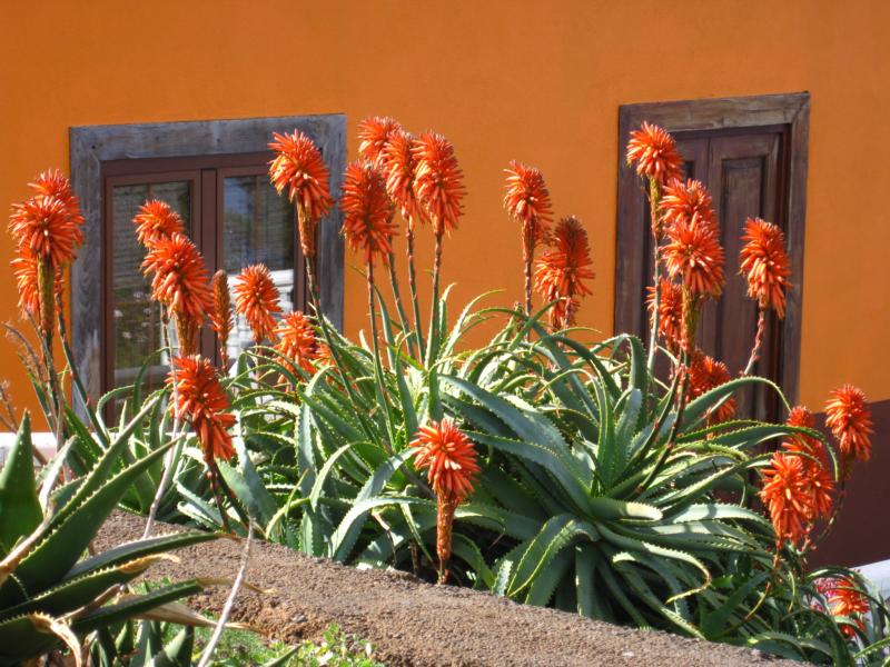 La Palma Foto Aloe-arborescens Baumaloe
