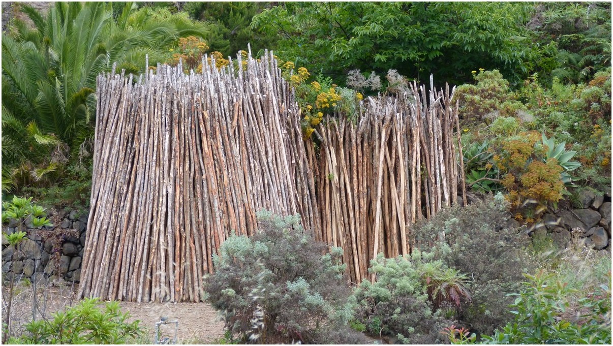 Fayalholzstangen werden auf La Palma zum abstützen von Bananen verwendet.
