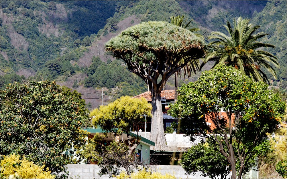 Ein schönes Exemplar eines Drachenbaumes direkt am Wanderweg LP 1 bei Buenavista