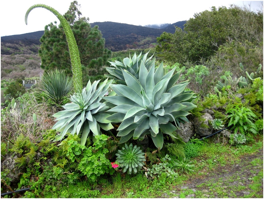 La Palma Foto-Drachenbaum Agave