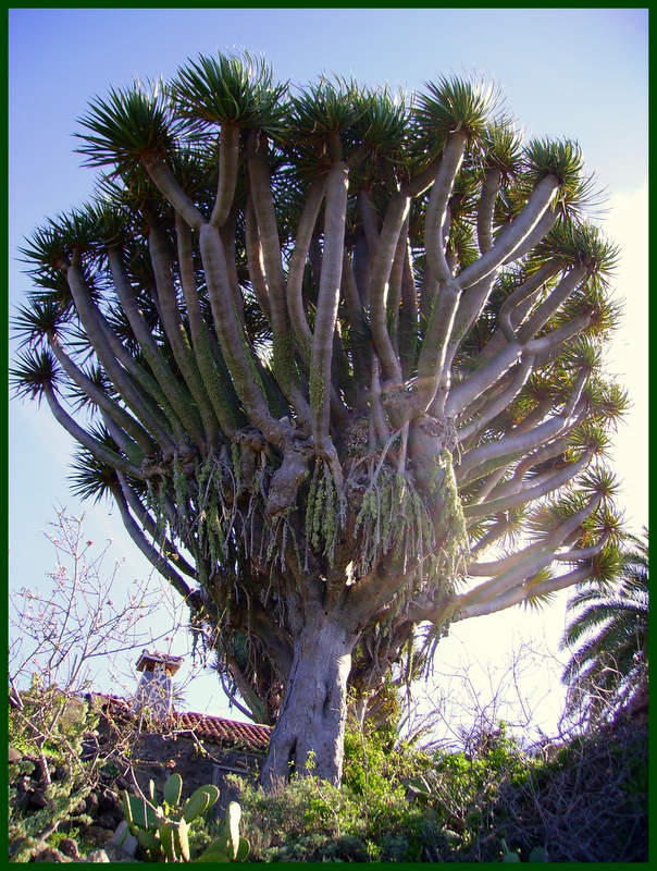 La Palma-Drachenbaum-Wanderung bei El Roque